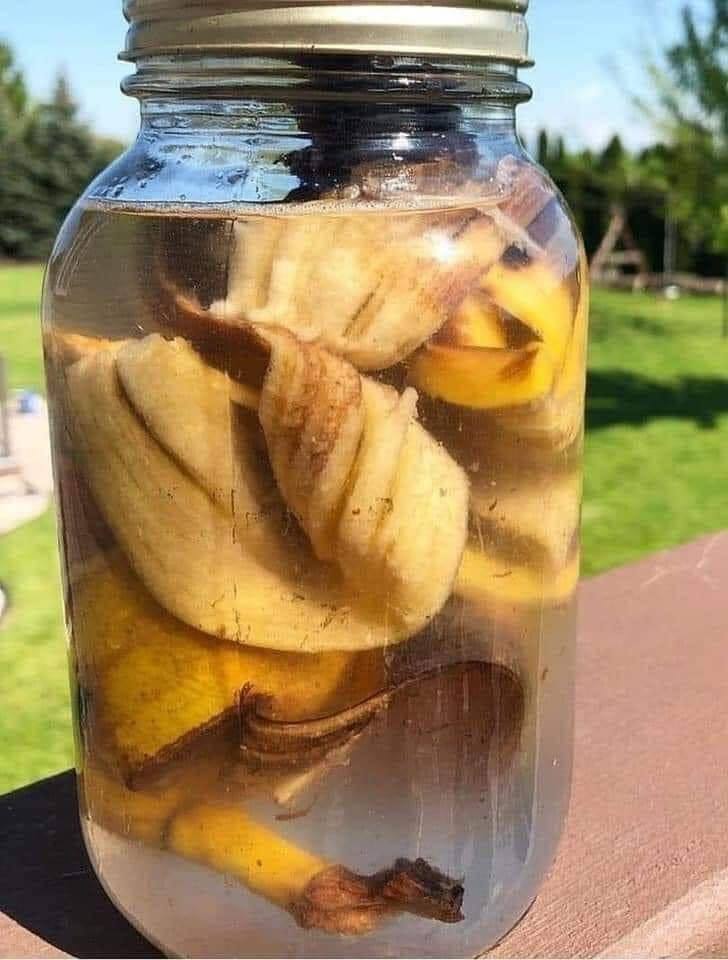 How to Create Homemade Banana Peel Fertilizer for Your Garden