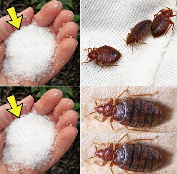 Say Goodbye to Bedbugs in Your Garden