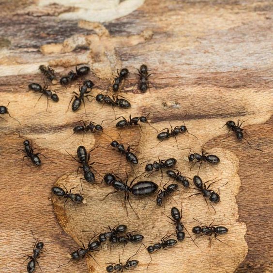 Easy and Natural Solution to Get Rid of Ants