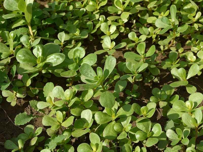 The Amazing Health Benefits and Flavor of Purslane