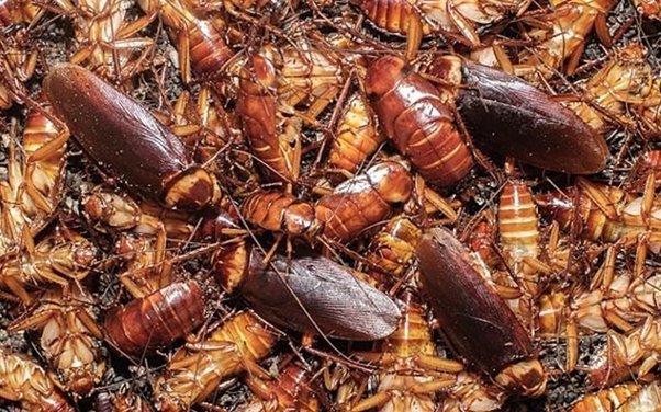 Say Goodbye to Cockroaches and Roaches in Your Home!