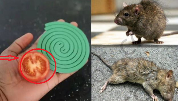 Mouse Repellent: 7 Natural Tips Against Mice in the House