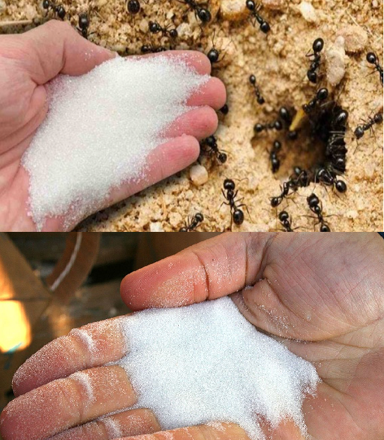 Baking Soda Trick to Eliminate Ants