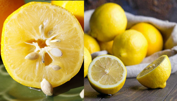 The Magic of Lemon Seeds: From Tree to Fragrance