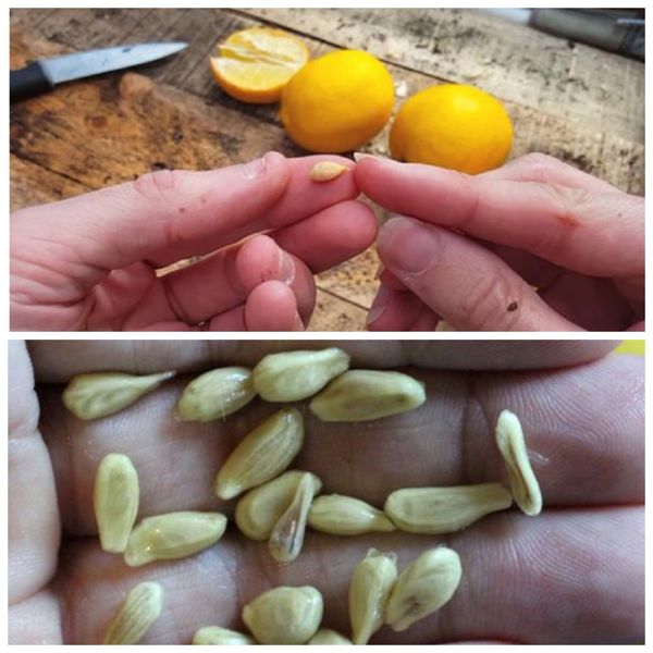 The Hidden Value of Lemon Seeds