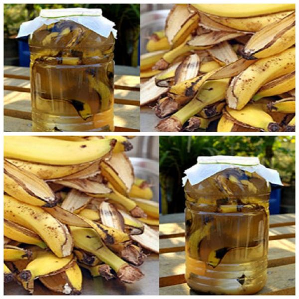 A Magical Recipe Using Banana Peels: Say Goodbye to Insects!