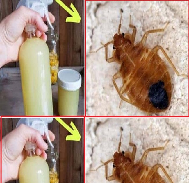 How to Get Rid of Pesky Insects in Your Home