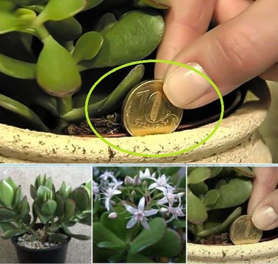 The Magic of Prosperity Plants: Inviting Wealth into Your Home