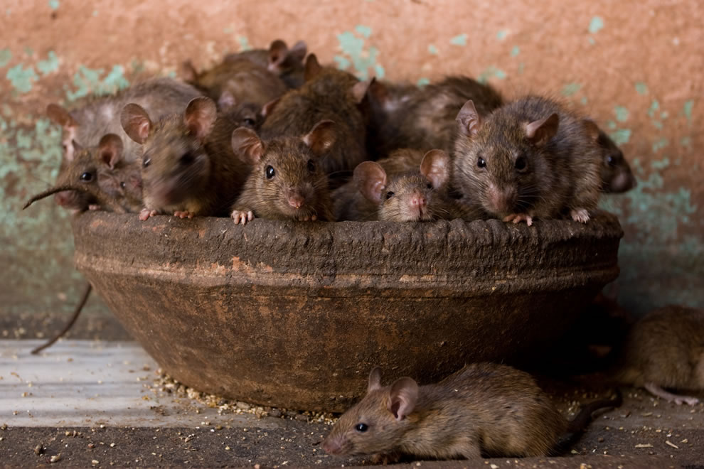 Safeguarding Your Home from Rats Naturally