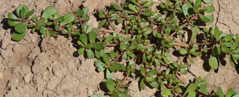 Purslane: The Miracle Plant that Delivers Health and Flavor