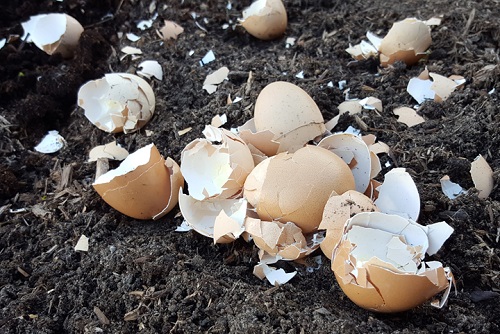 Don’t Waste Eggshells: 7 Ways to Make Your Life Easier