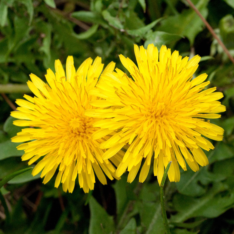 Dandelion: The Powerful Plant with Hidden Therapeutic Properties