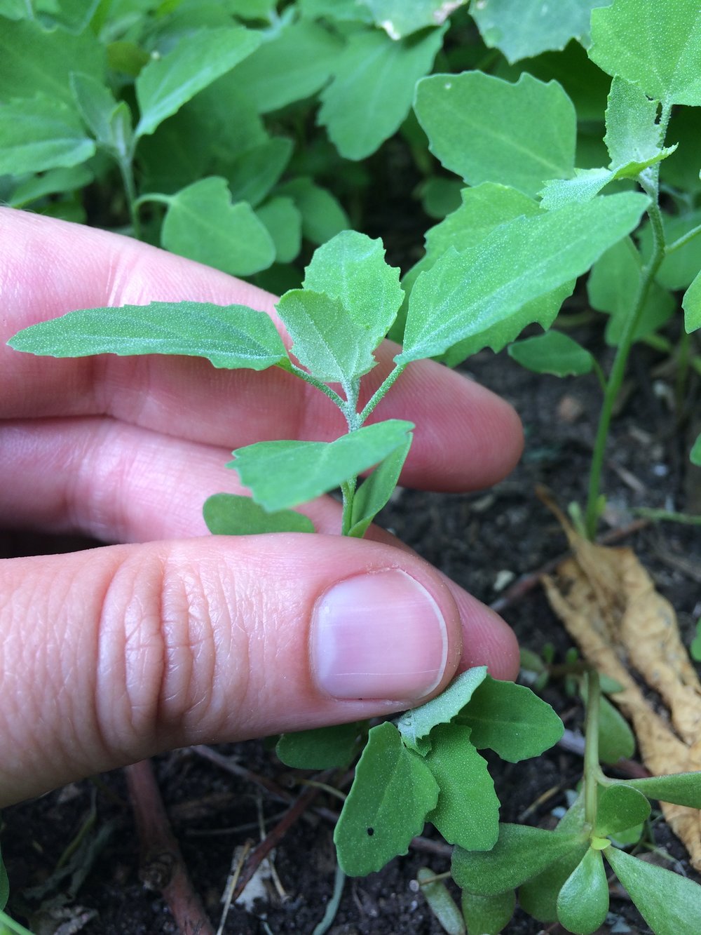 The Amazing Benefits of Lamb’s Quarters: A Versatile Herb for Health and Culinary Delights