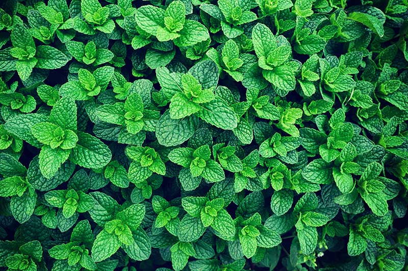 Mint Marvel: Unveiling the Benefits of Growing Mint at Home