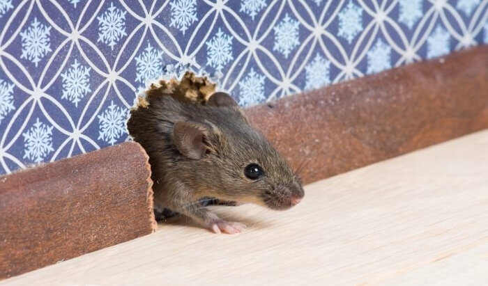 Natural Repellent Plants to Keep Rats and Mice Out of Your Home