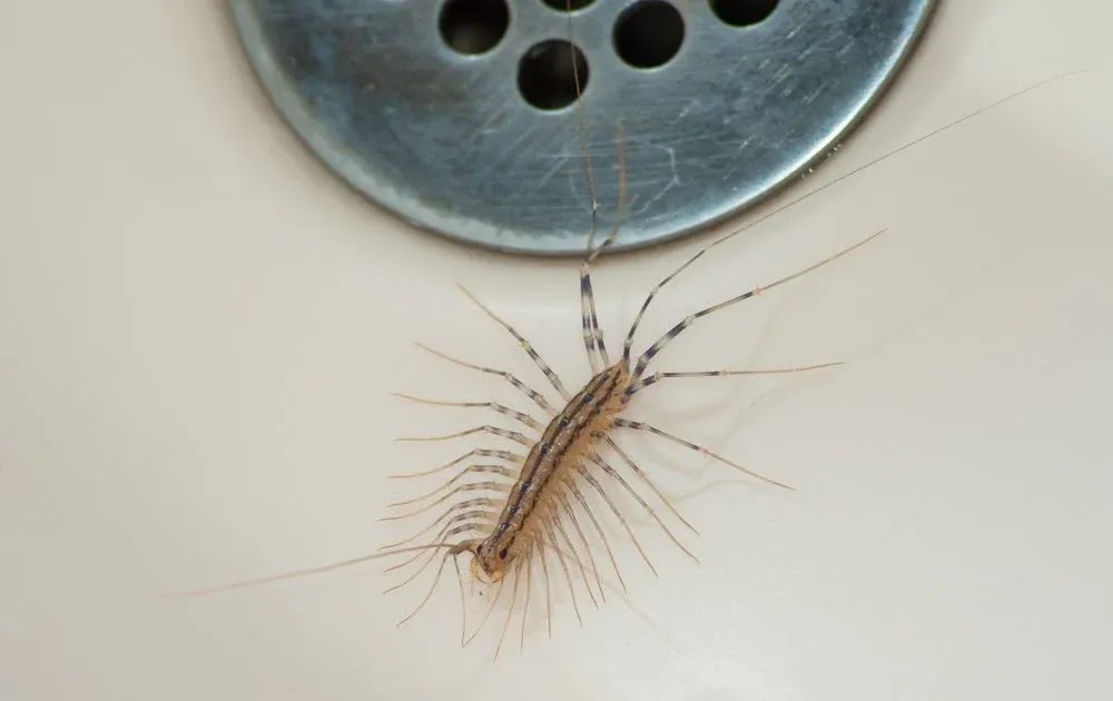 Here are the Reasons Why Not To Kill Centipedes If You Find One at Home