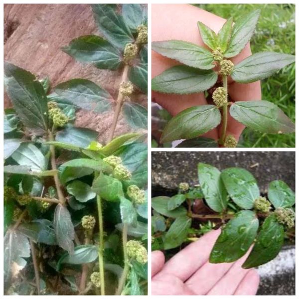 Amazing Healing Plant: A Natural Remedy for Numerous Ailments