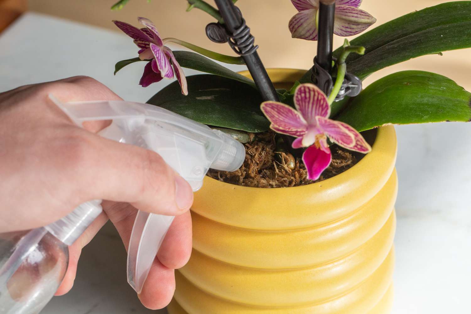 Orchids: How to Keep Them Thriving for Years