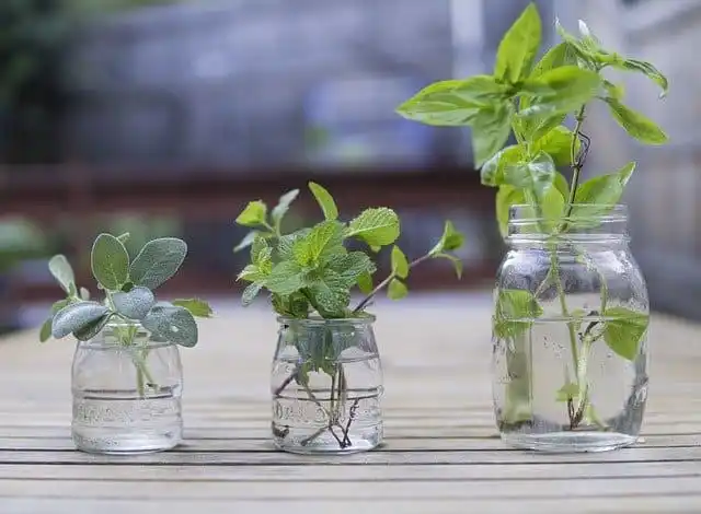 6 Herbs You Can Easily Grow in Water All Year Round