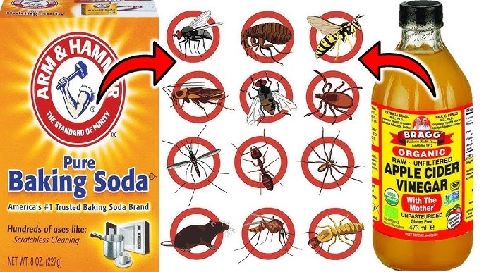 Keeping Insects Away from Your House with Baking Soda