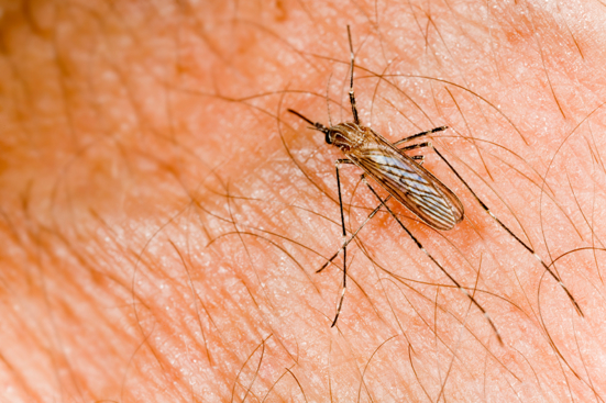 Chase Away Mosquitoes Naturally: A Simple 3-Ingredient Repellent