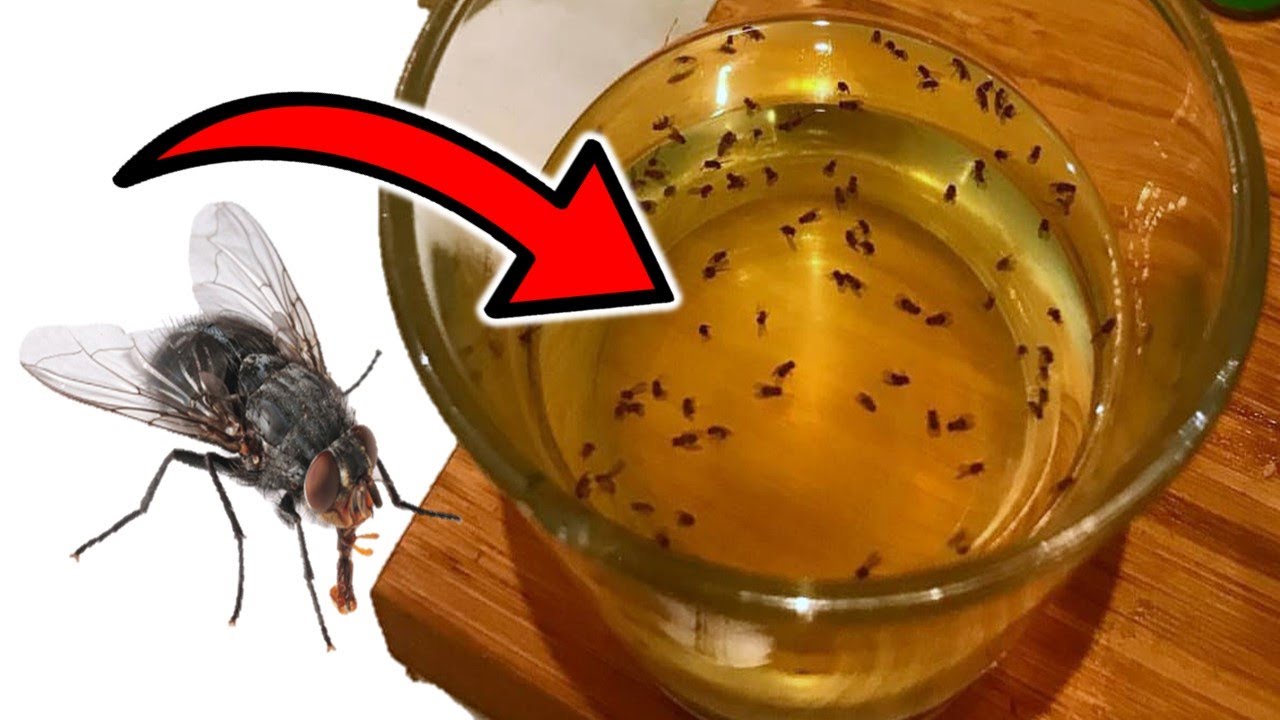 The Most Effective Natural Remedy Against Flies and Mosquitoes: You’ll Never See Them Again