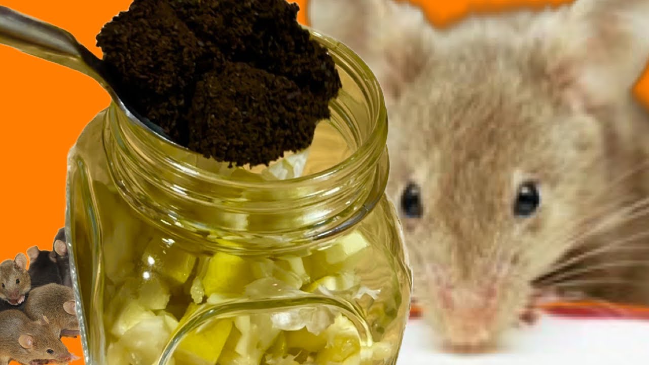 The Ultimate Natural Repellent: Keeping Mice Away the Organic Way