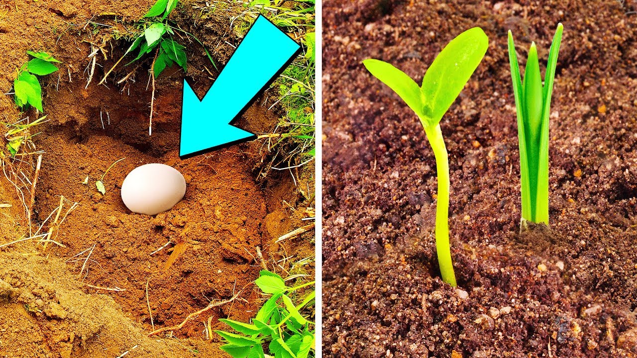 Discover the Magic: Burying an Egg in Your Garden Soil