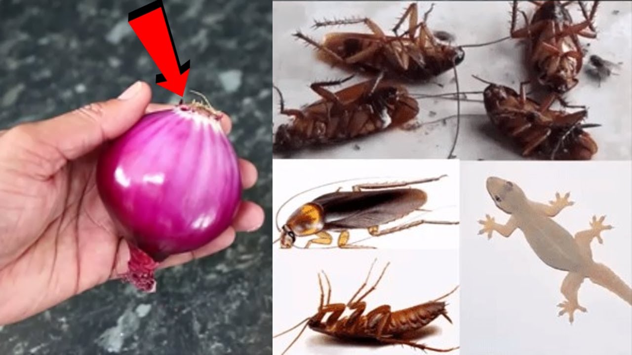 How to Eliminate Cockroaches and Roaches from Your Home