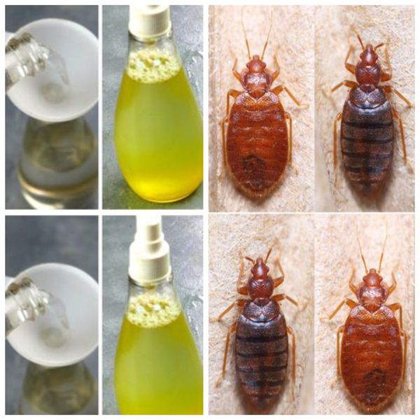 Natural Methods to Eliminate Common Household Pests