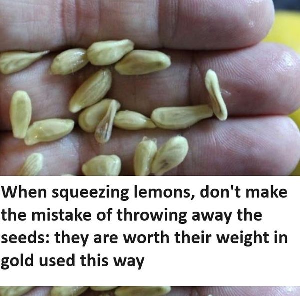 Don’t Waste Those Lemon Seeds: Discover Their Hidden Potential!