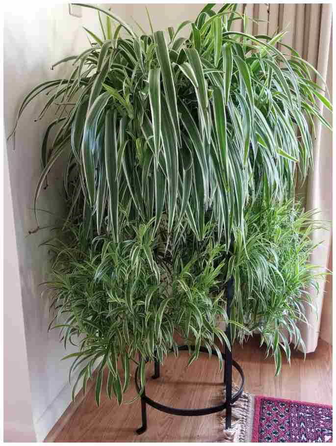 The Marvelous Benefits of the Chlorophytum Plant