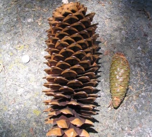 Tree Cones: Nature’s Gift for Healthy Lungs and Respiratory Wellness