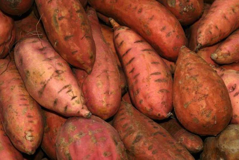 Discover the Magic of Sweet Potatoes: A Treasure in Your Kitchen!