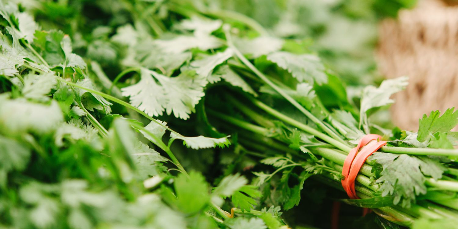 The Marvelous Benefits of Cilantro: A Green Wonder