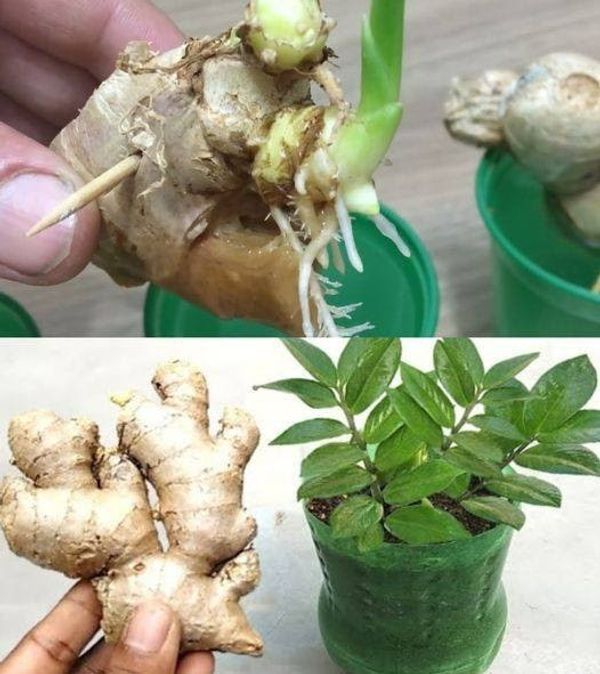 Growing Ginger at Home: A Guide for You