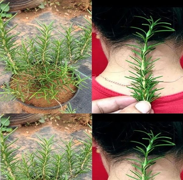 The Surprising Benefits of Rosemary: A Natural Wonder