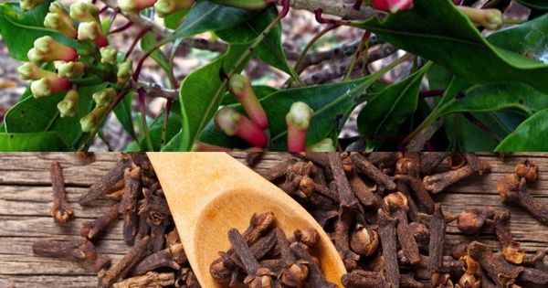 Easy Clove Growing: Seed to Spice: A Beginner’s Guide