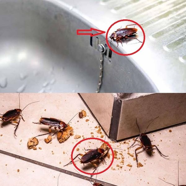 Natural Remedies to Get Rid of Roaches