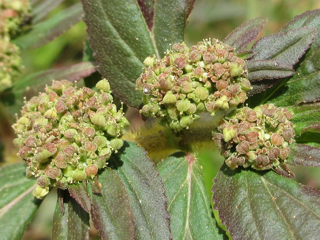 Euphorbia: The Wonder Plant with Healing Secrets