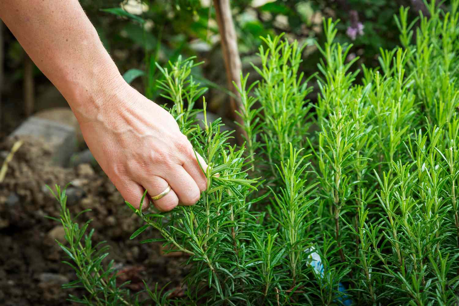 Unlocking the Potent Health Benefits of Rosemary: A Natural Wellness Wonder