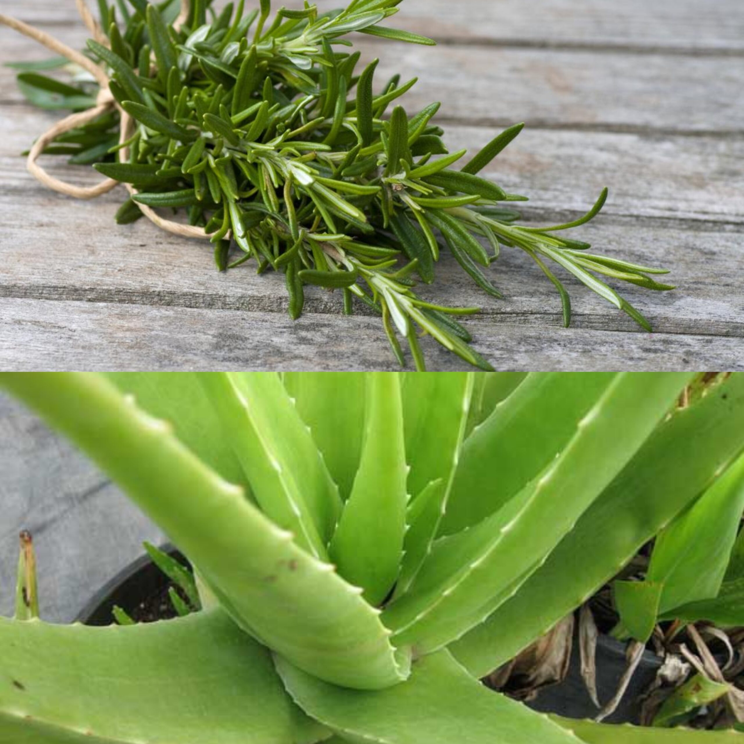 Unlocking the Natural Power of Aloe Vera and Rosemary for a Toxin-Free Life