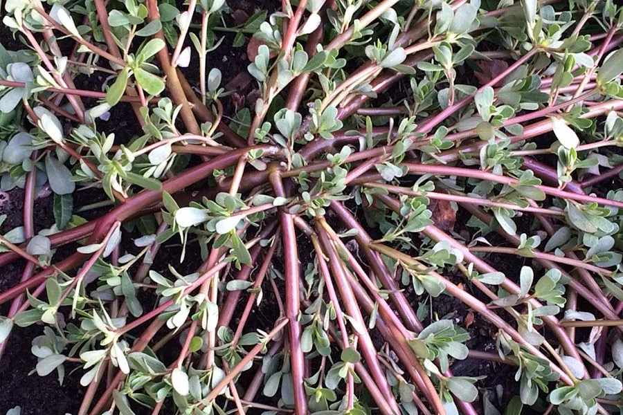 The Hidden Treasure in Your Garden: Discovering Purslane