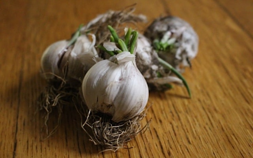 Discovering the Hidden Virtues of Sprouted Garlic