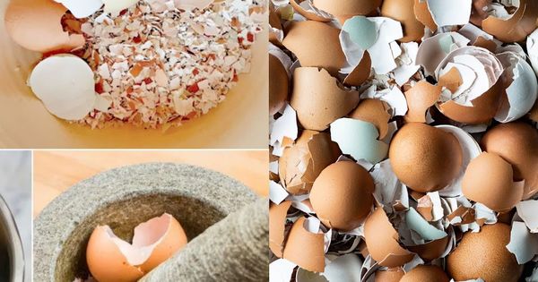 Egg-citing Uses for Eggshells: Don’t Toss Them Just Yet!