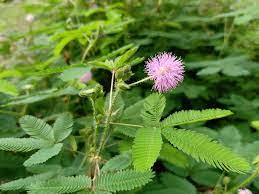 The Hidden Treasure of the Mimosa Plant