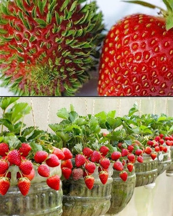 How to Grow Strawberries at Home: The Secret to Abundant Production in 5L Plastic Bottles