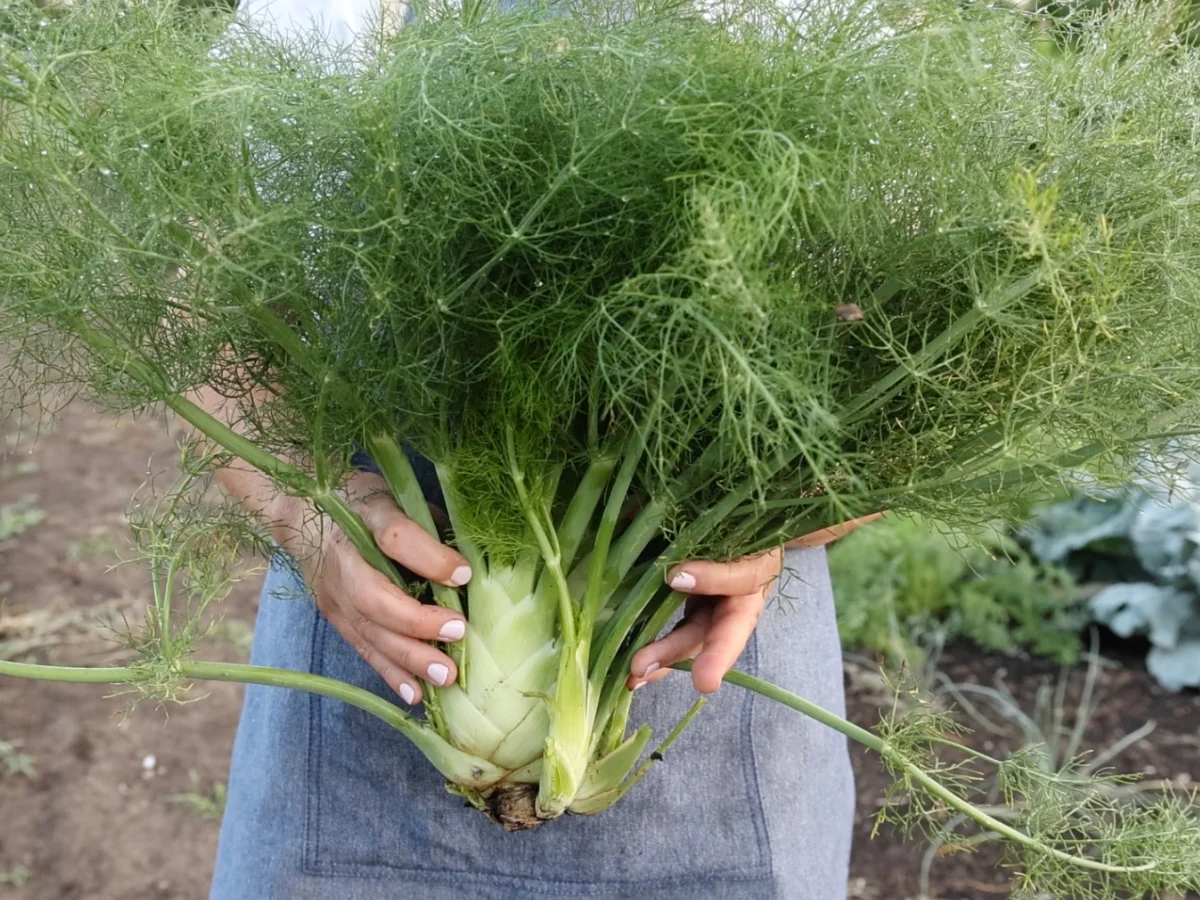 Unlocking the Power of Fennel: Amazing Health Benefits of Fennel