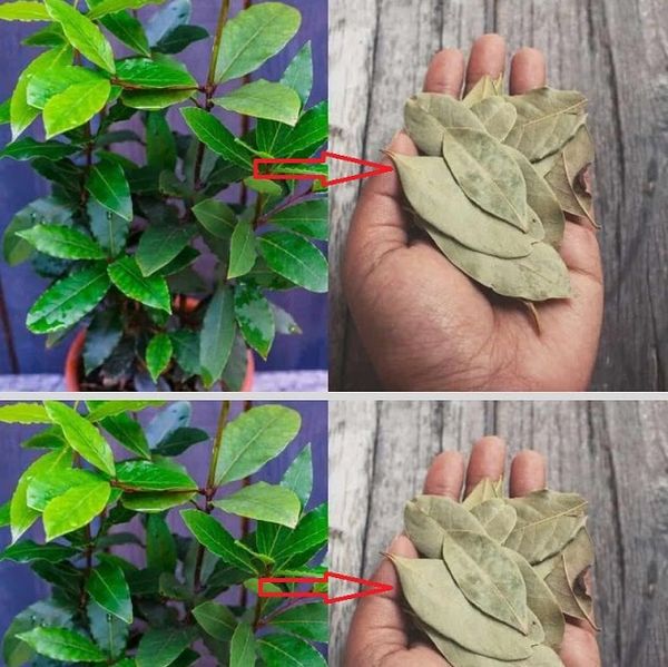 How to Perfume Your Home and Keep Negative Energies Away with Bay Leaves