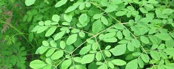 The Healing Power of Moringa Leaf Powder: Nature’s Miracle for Your Well-being